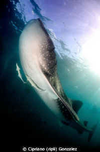 The boss. Hanifaru Bay by Cipriano (ripli) Gonzalez 
